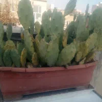 کل کاکتوس باکلدان