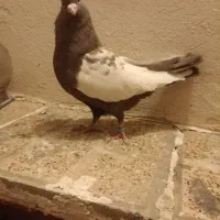 پرنده|پرنده|مشهد, مقدم|دیوار