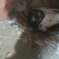 ۱۰اکبوتر با ۳ تا کبوتر جوجه  ۲ هفته است دون میخرن|پرنده|نقده, |دیوار