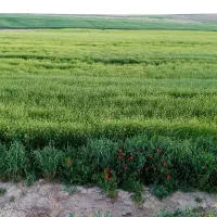 چاه نیمه عمیق همراه 8ساعت آب و 7000متر زمین