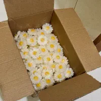 ۵۰۰ عدد یکجا دونه ای ۶ تومن (فوری فقط تا امشب )