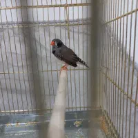 فنج نر|پرنده|اندیمشک, |دیوار