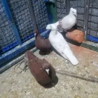 فروش کفتر کبوتر