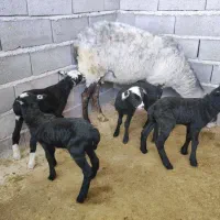 بهترین نژاد برای مولدی رومانوف اصیل و ایدوفرانس