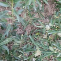 پیش فروش نهال بادام وگردو