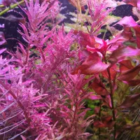 هرس گیاه اکواریوم خانگی