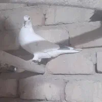 کبوتر ماده پرشی|پرنده|قم, آزادگان|دیوار