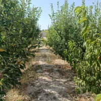 باغ-سند-دار-متراژ-3650-متر