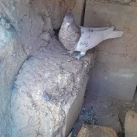 کبوتر کله یی