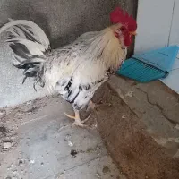 خروس محلی زیبا و سنگین کوهچنار