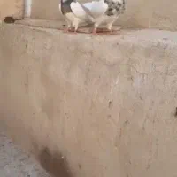 نروماده عروسک‌ بشرط معاوضه با قناری نر هم دارم