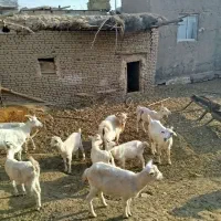 بز سانن و دوبر|حیوانات مزرعه|جوین, |دیوار