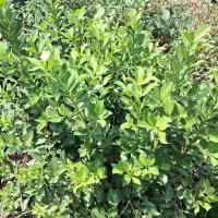 انواع نهال سیاه ریشه کاج نارنج