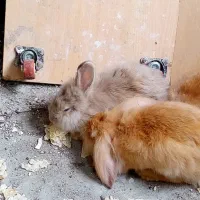 خرگوش لوپ اصلی
