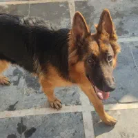 ژرمن نر فوری