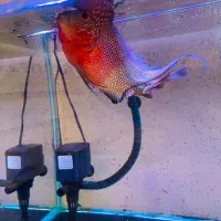 ماهی فلاور|ماهی|شیراز, غدیر جنوبی|دیوار