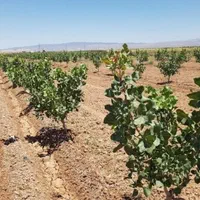 فروش نهال پسته ۱ساله و ۲ساله