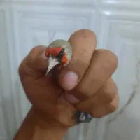 سهره سقا|پرنده|کرمان, |دیوار