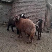 بره نر گوشتی