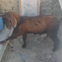 گوسفند پاچن|حیوانات مزرعه|سراوان, |دیوار