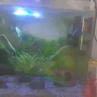 اکواریوم و وسایل