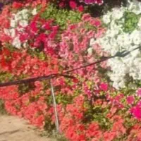 زمین کشاورزی ۶ هکتاری