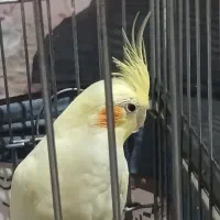 عروس هلندی ماده