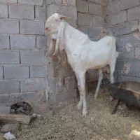 نربز گلابی|حیوانات مزرعه|یزد, |دیوار