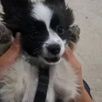 سگ واگذاری|سگ|اسلامشهر, شهرک امام حسین (میان آباد)|دیوار