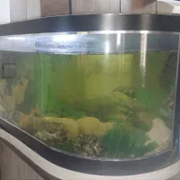 آکواریوم شیشه خم