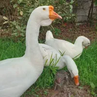 قوغاز اکراینی