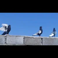 سینه سیاه هوایی