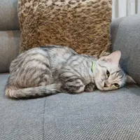گربه گمشده