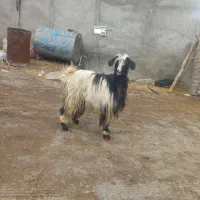 بزجوان|حیوانات مزرعه|مشگین شهر, |دیوار