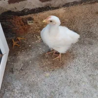 جوجه‌مرغ و خروس