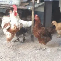 حیوانات مزرعه