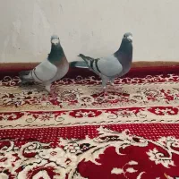 دوبر نر و ماده رویتی درجه یک