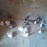 کفتر نقش نژاد دار|پرنده|یزد, |دیوار