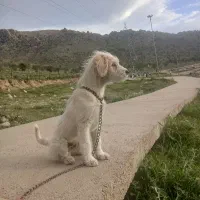 سگ شیتزو خوشگلو باهوش