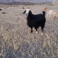 بز فروشی