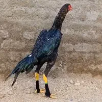 خروس لاری