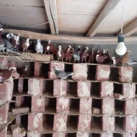 یک لانه کبوتر فروشی قرمز و زرد و جو عرب