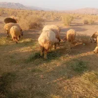 قوچ|حیوانات مزرعه|حاجی آباد, |دیوار