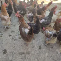 مرغ  و خروس محلی