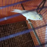 قناری ماده|پرنده|مسجد سلیمان, |دیوار