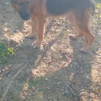 سگ ژرمن سپرد