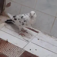 کبوتر