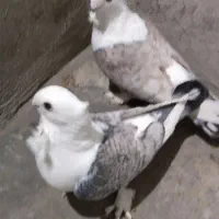 کفتر بلژیکی