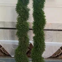 درختچه شمشاد