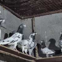 کبوتر تیدی|پرنده|بندرعباس, |دیوار